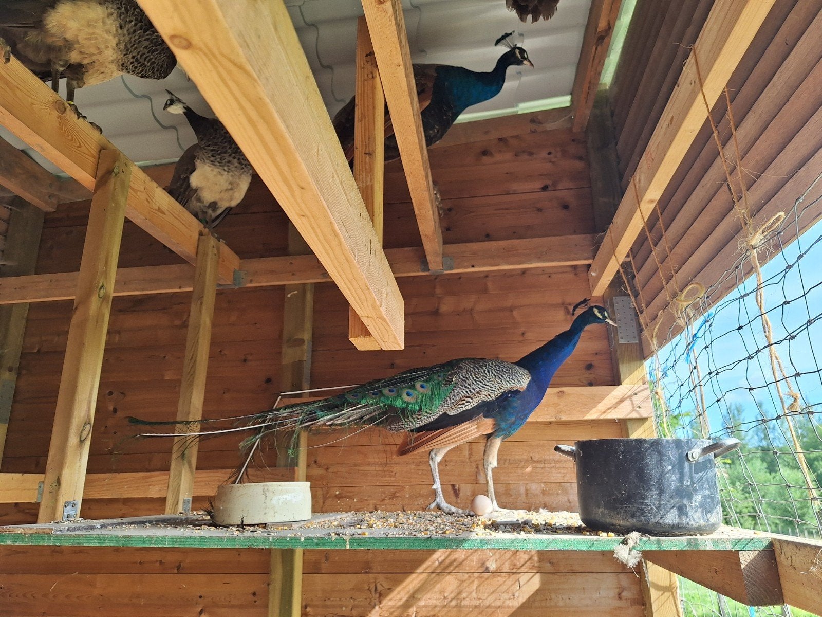 Volwassen haan blauwe pauw, Dieren en Toebehoren, Pluimvee