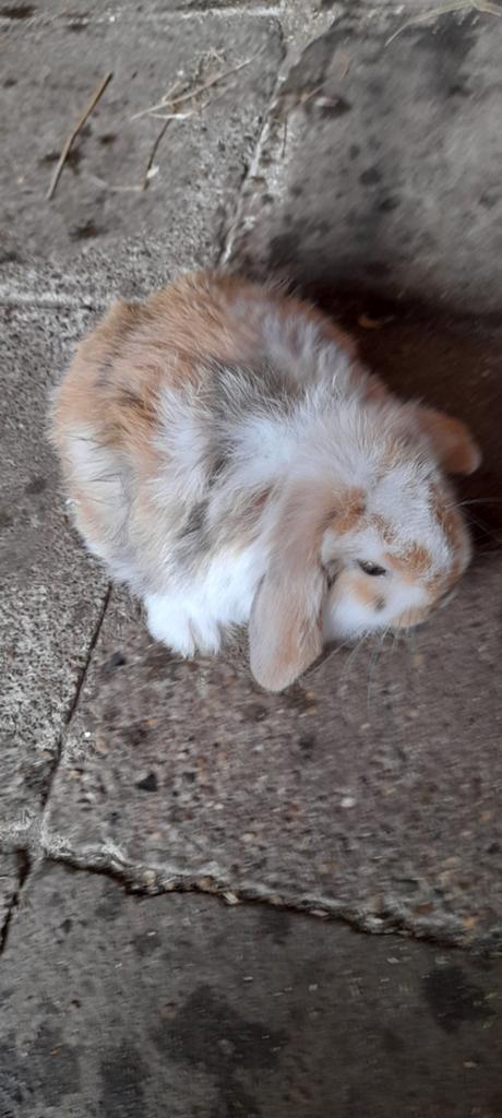 Super mooi nederlandse hangoor, Dieren en Toebehoren, Konijnen, Hangoor
