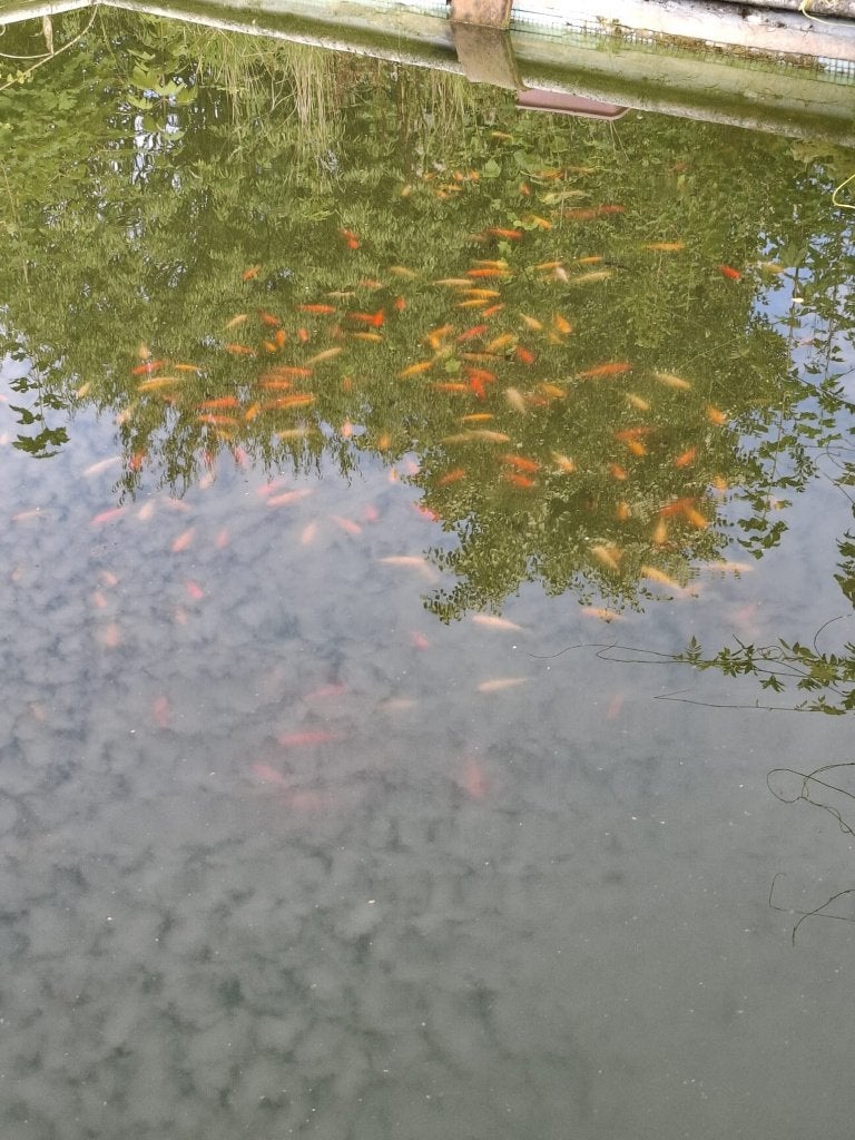 CHERCHE AIDE POUR entretiens d'aquariums d'élevage, Bricolage & Construction, Enlèvement, Utilisé