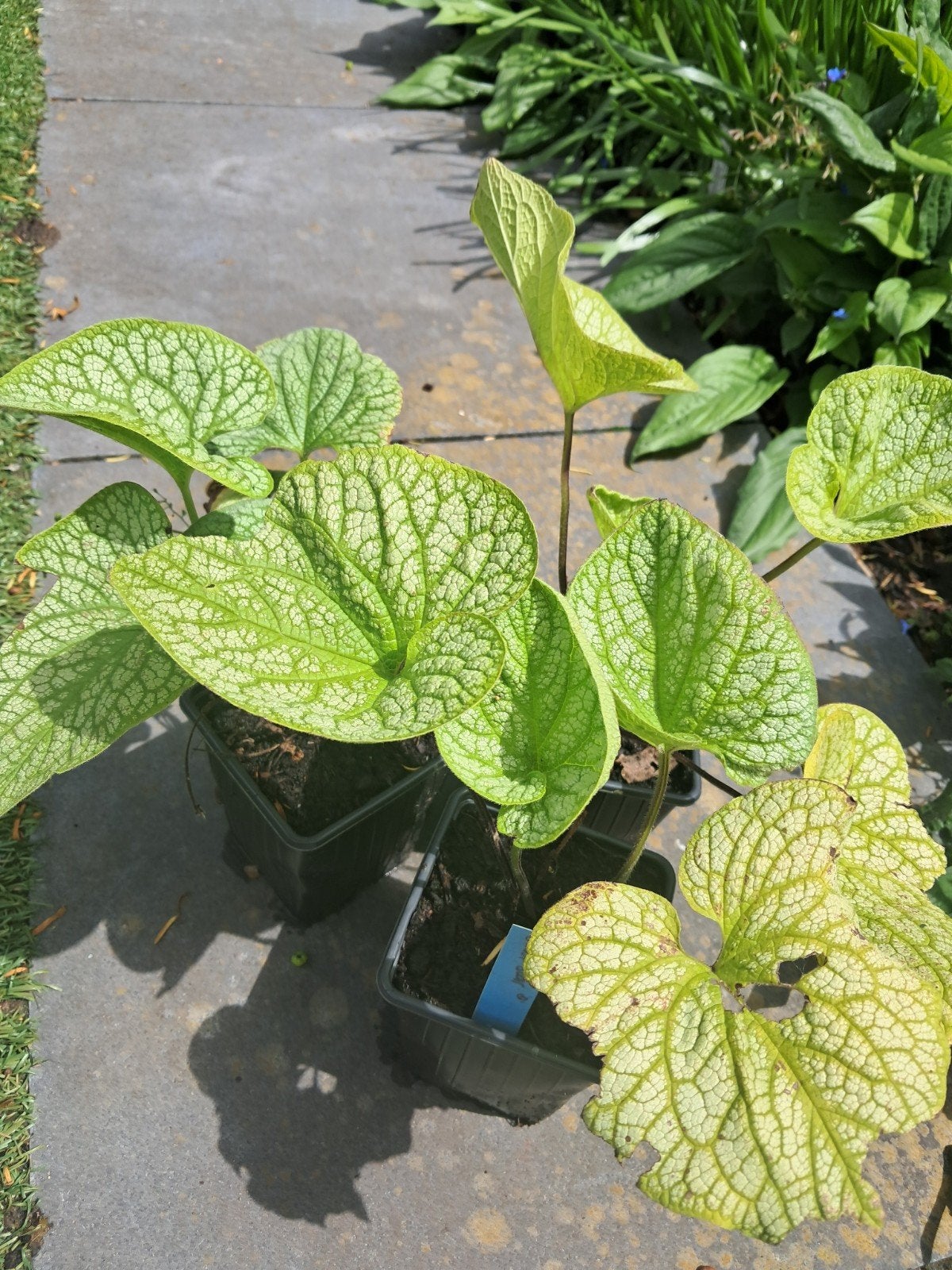 3 planten van Brunnera macrophylla, Tuin en Terras, Vijvers, Ophalen