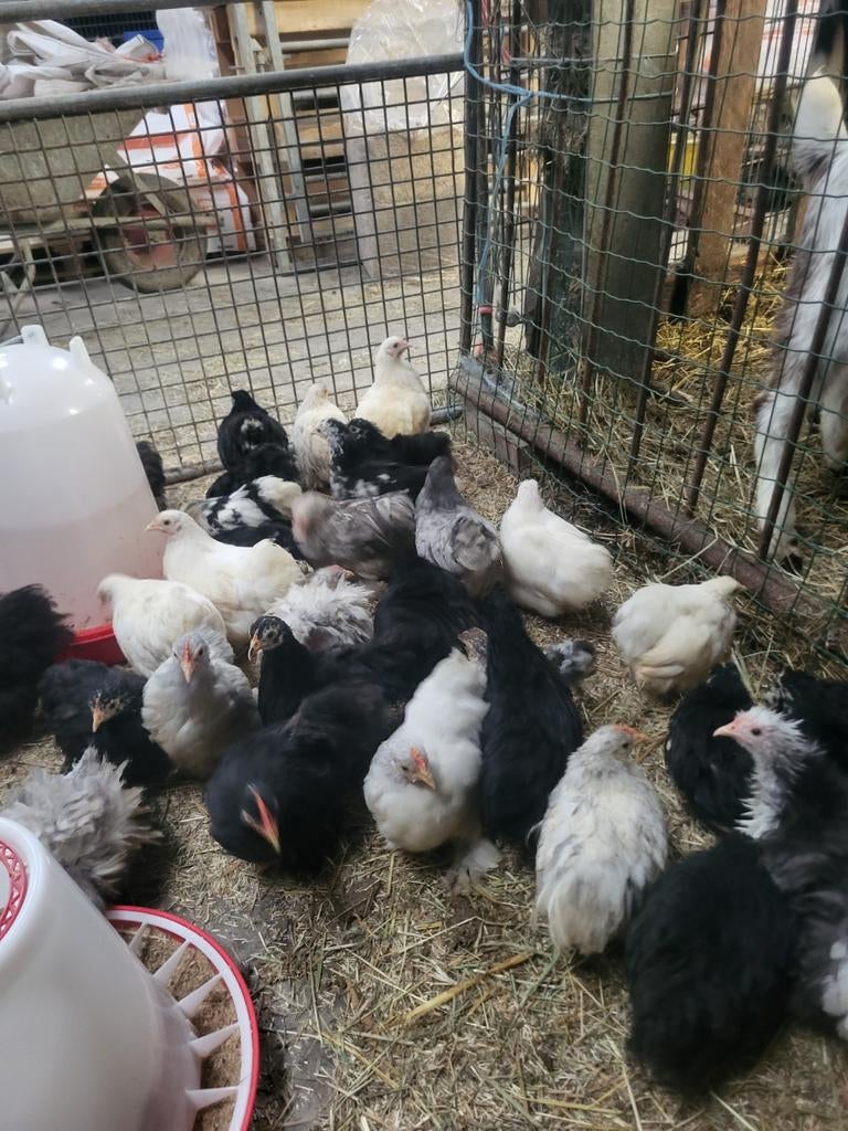 Cochin jeunes poules, Femelle, Poule ou poulet