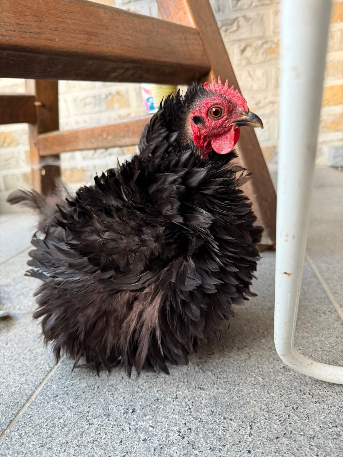 Cochin les a pleurés., Femelle, Poule ou poulet