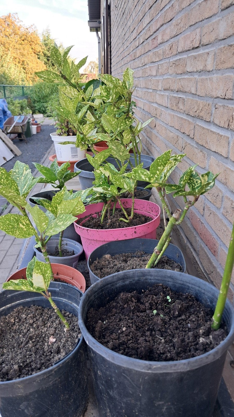 Acuba Japonica in pot., Ophalen, Lente, Vaste plant, Halfschaduw
