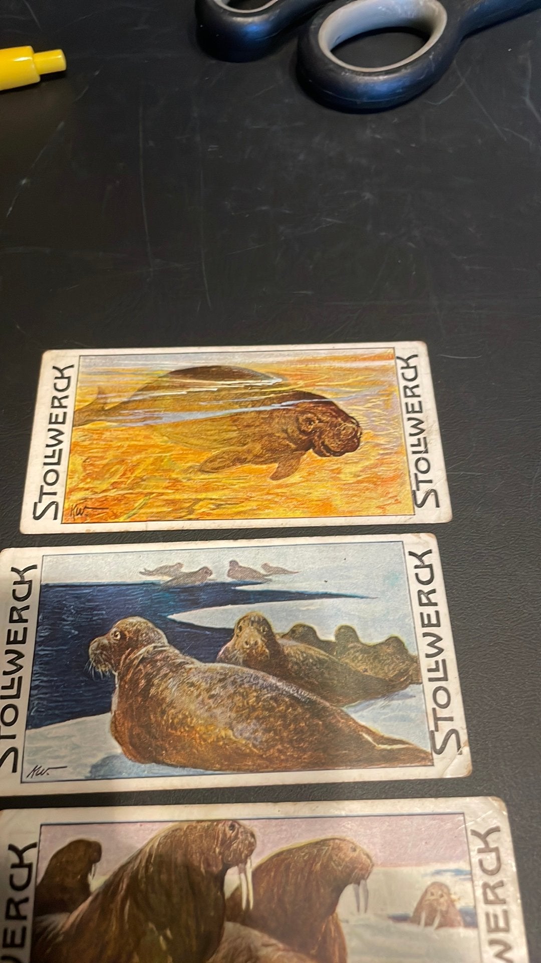 Stollwerck chromo groep 12(x3a), Verzamelen, Gebruikt, Ophalen of Verzenden, 1940 tot 1960, Dier