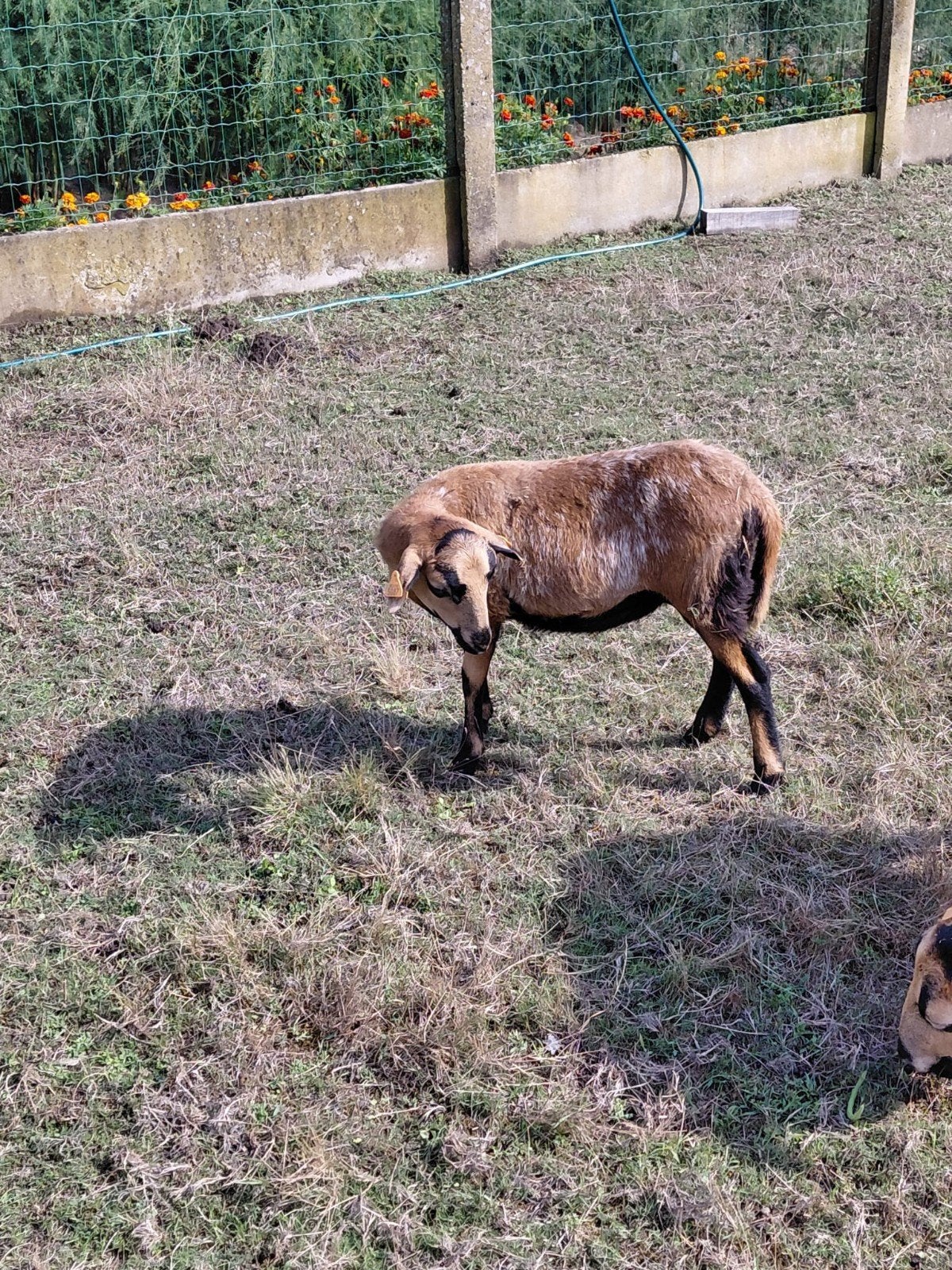 Kameroen lam (ooi )., Femelle, Mouton