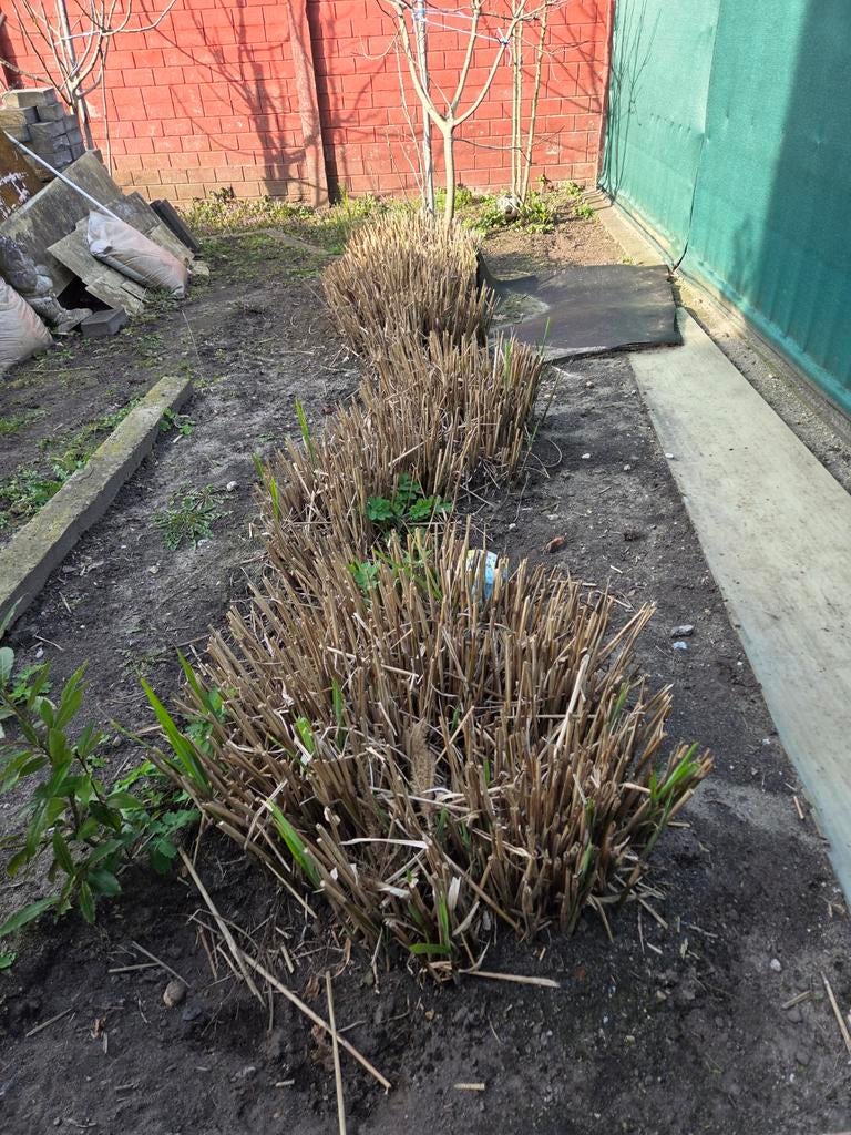 Zebra riet, Tuin en Terras, Ophalen