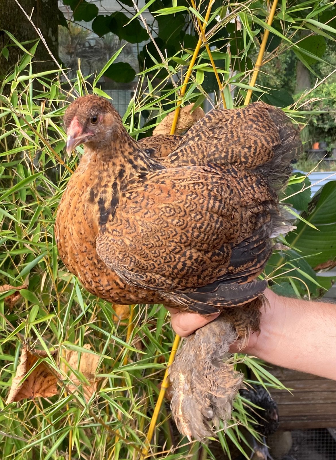 Koppel Brahma goudpatrijs groothoender, Dieren en Toebehoren