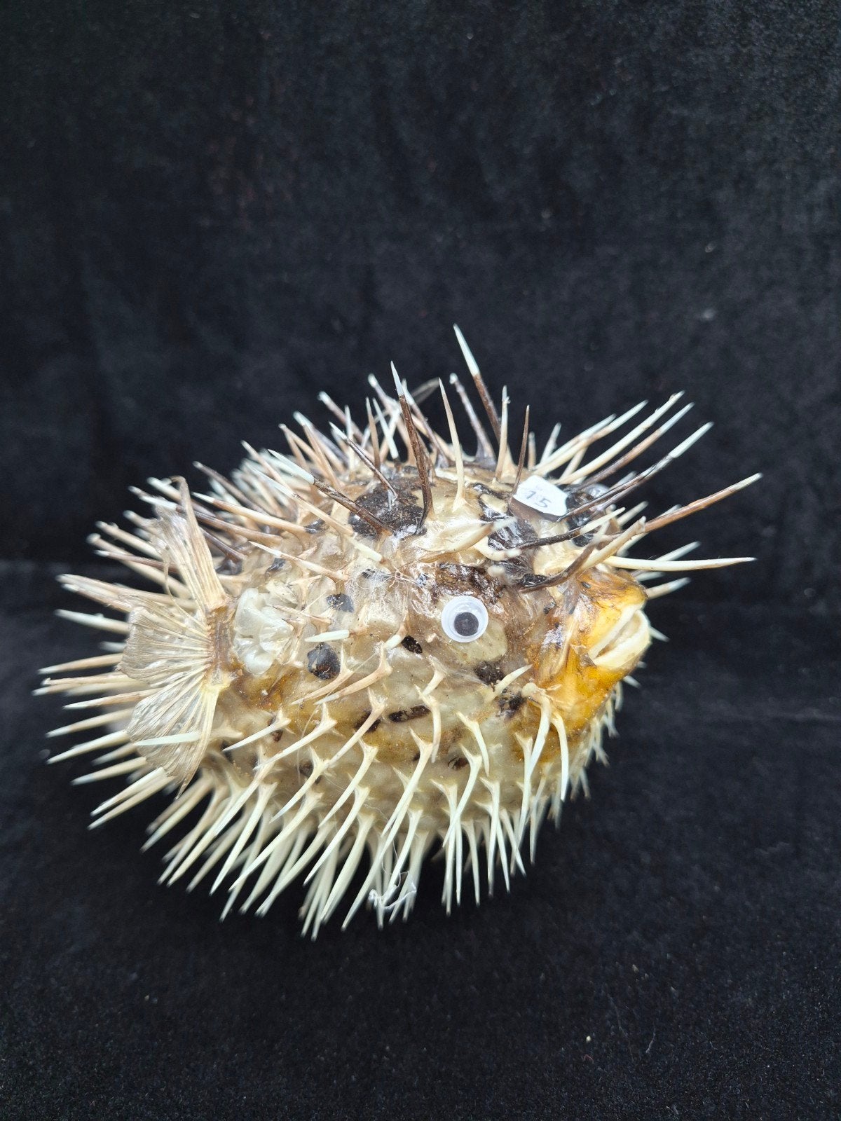 Genaturaliseerde stekelvarkens (Diodon) - Taxidermy Curiosit, Verzamelen, Ophalen of Verzenden