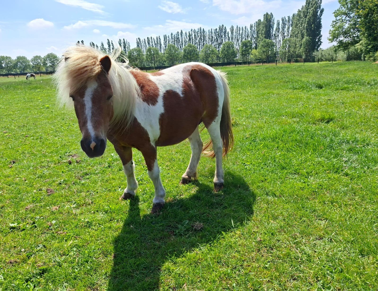 Shetlandpony en rijpony's A, Animaux & Accessoires, Poneys, Jument