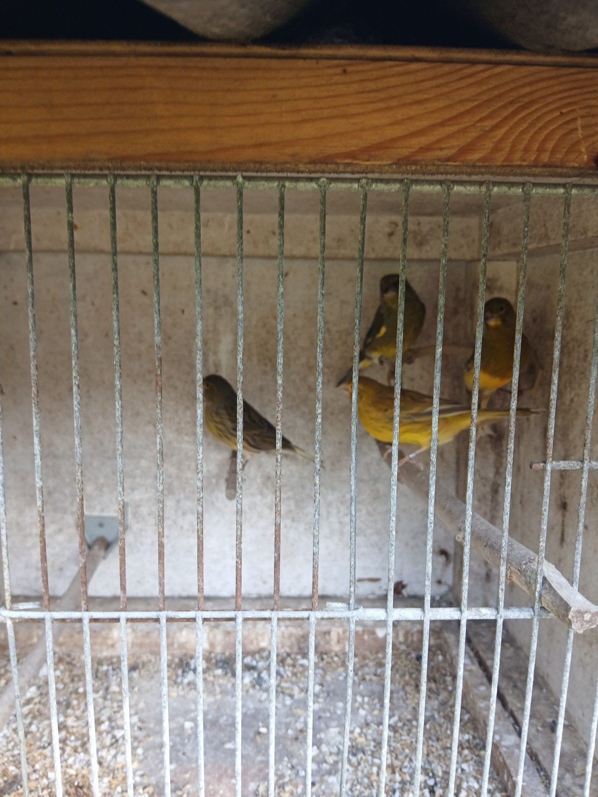 kanaries en groenvink, Dieren en Toebehoren