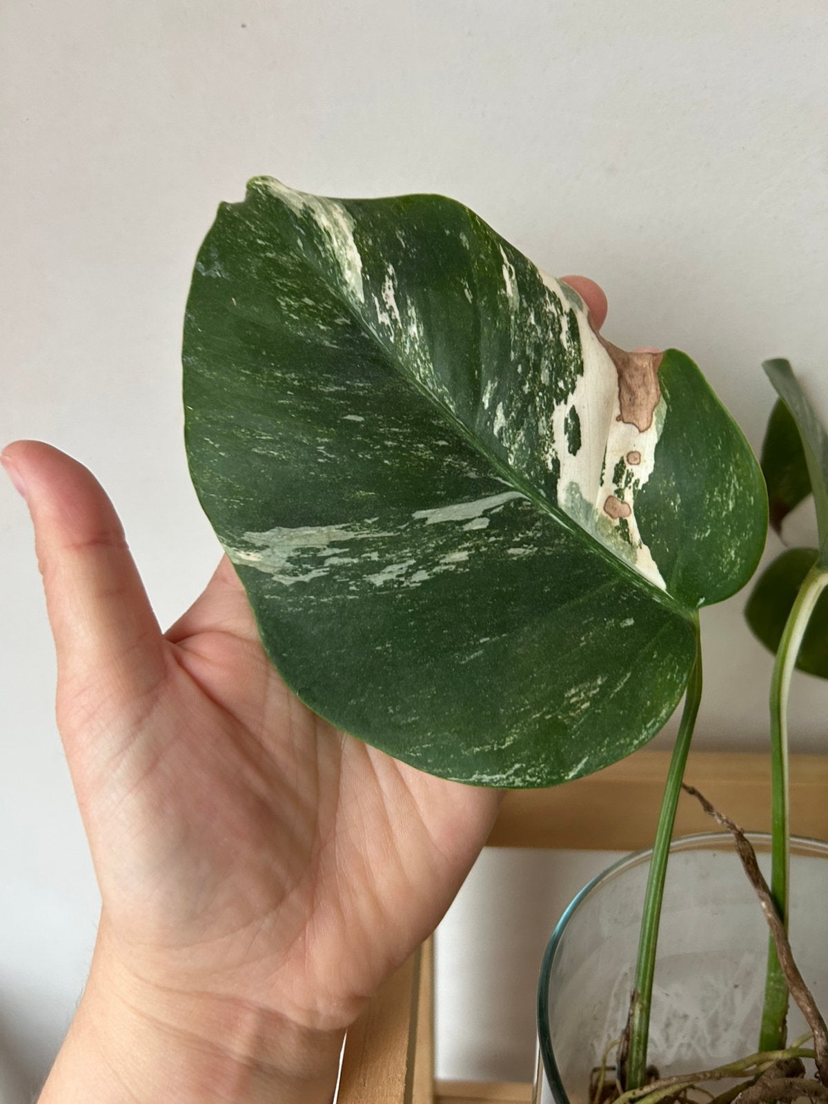 Monstera deliciosa Variegata Albo, Ophalen of Verzenden