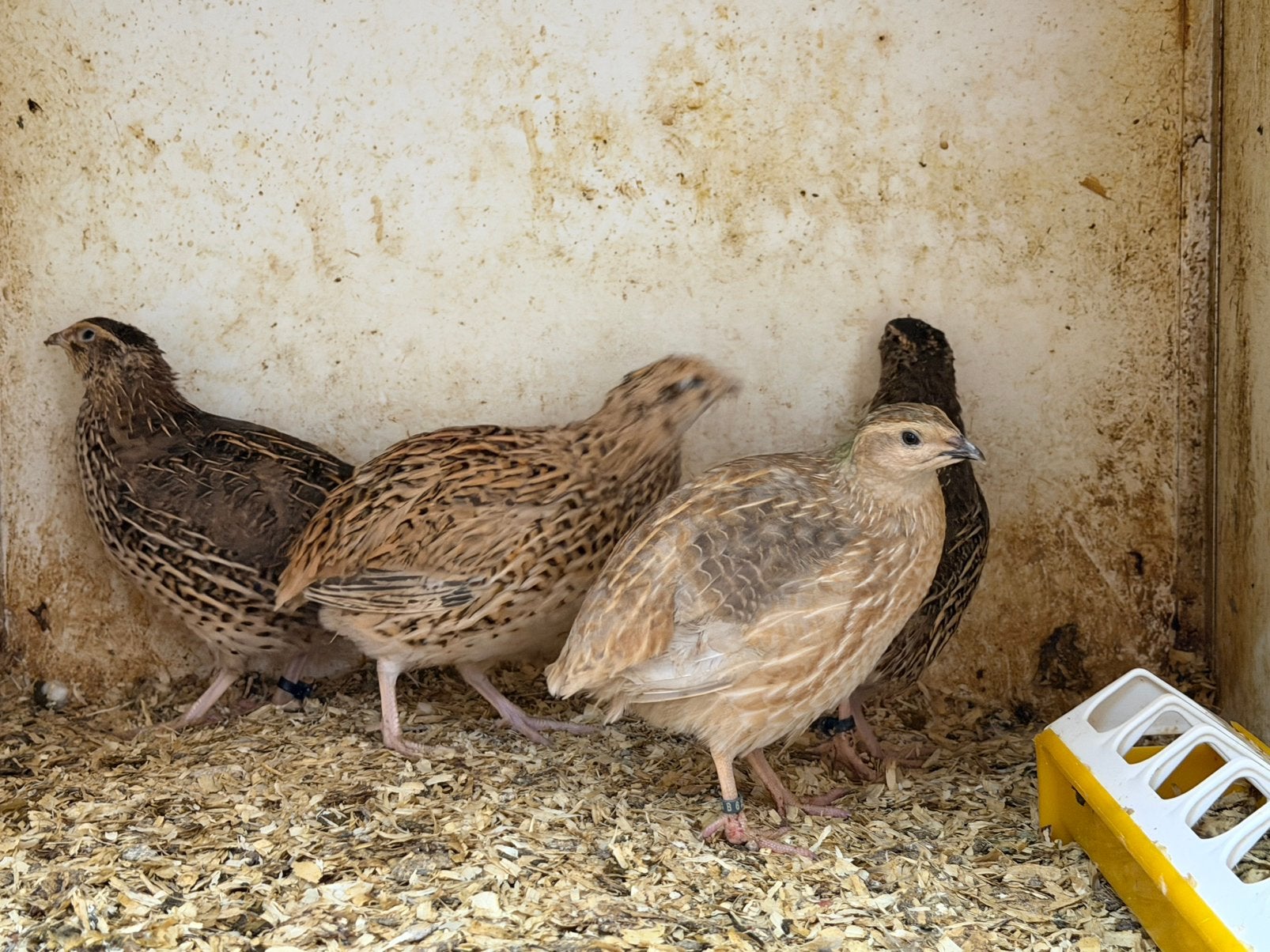 Broedeieren japanse kwartel, Dieren en Toebehoren