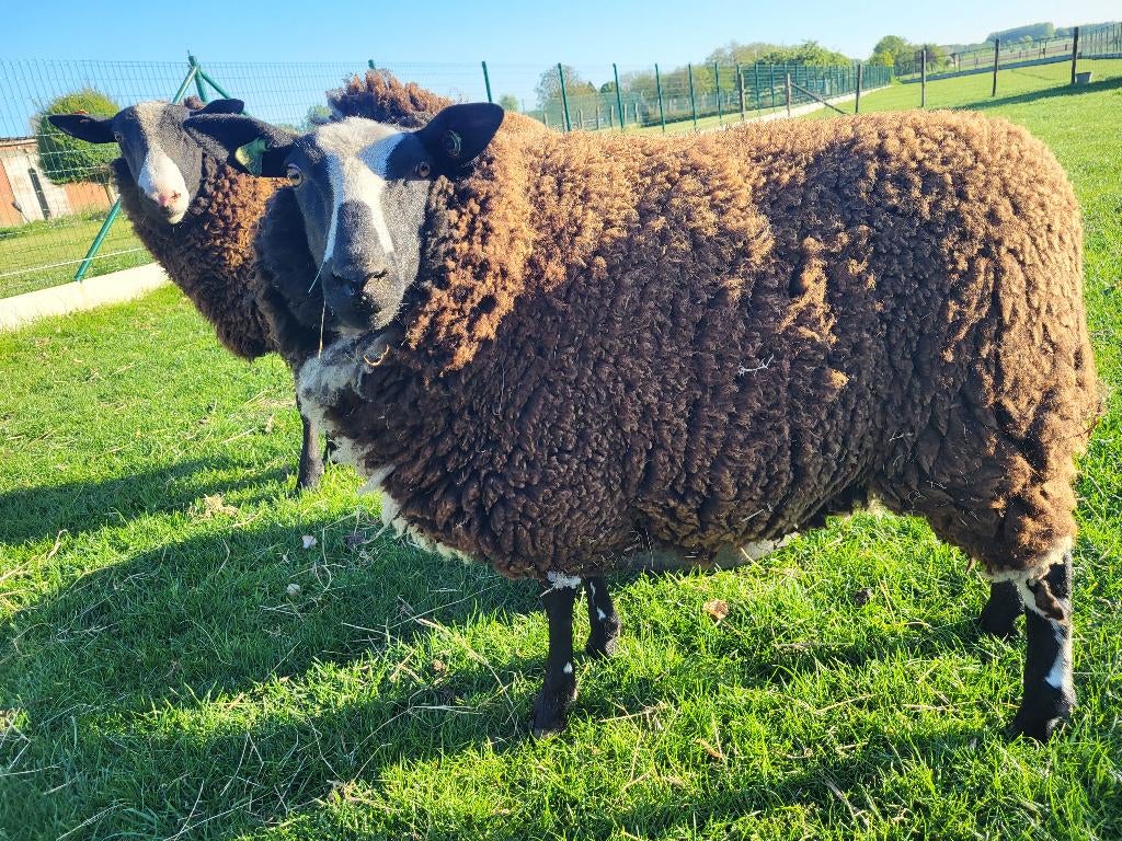 Jaarling ooi, Femelle, Mouton, 0 à 2 ans