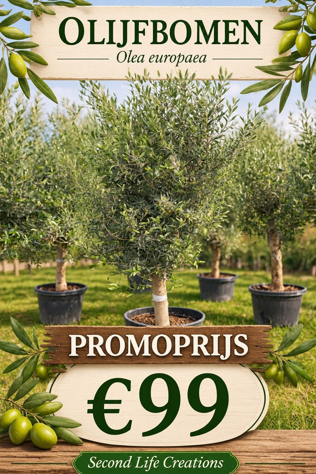 ‼️olijfbomen olea europaea aan stuntprijzen ‼️, Tuin en Terras, Ophalen