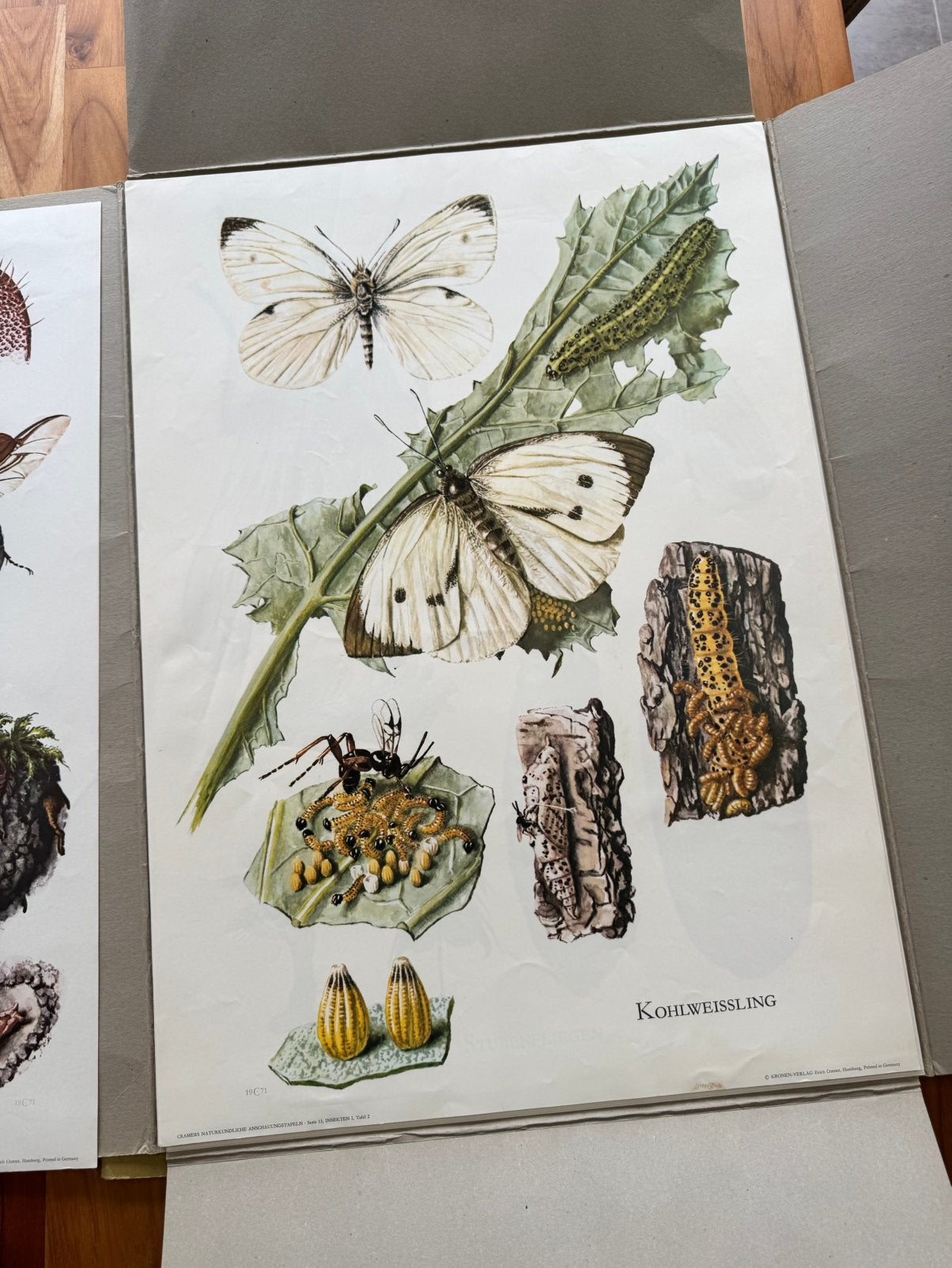 Schoolkaart Prachtige complete reeks, Antiek en Kunst, Antiek | Schoolplaten, Ophalen, Natuur en Biologie