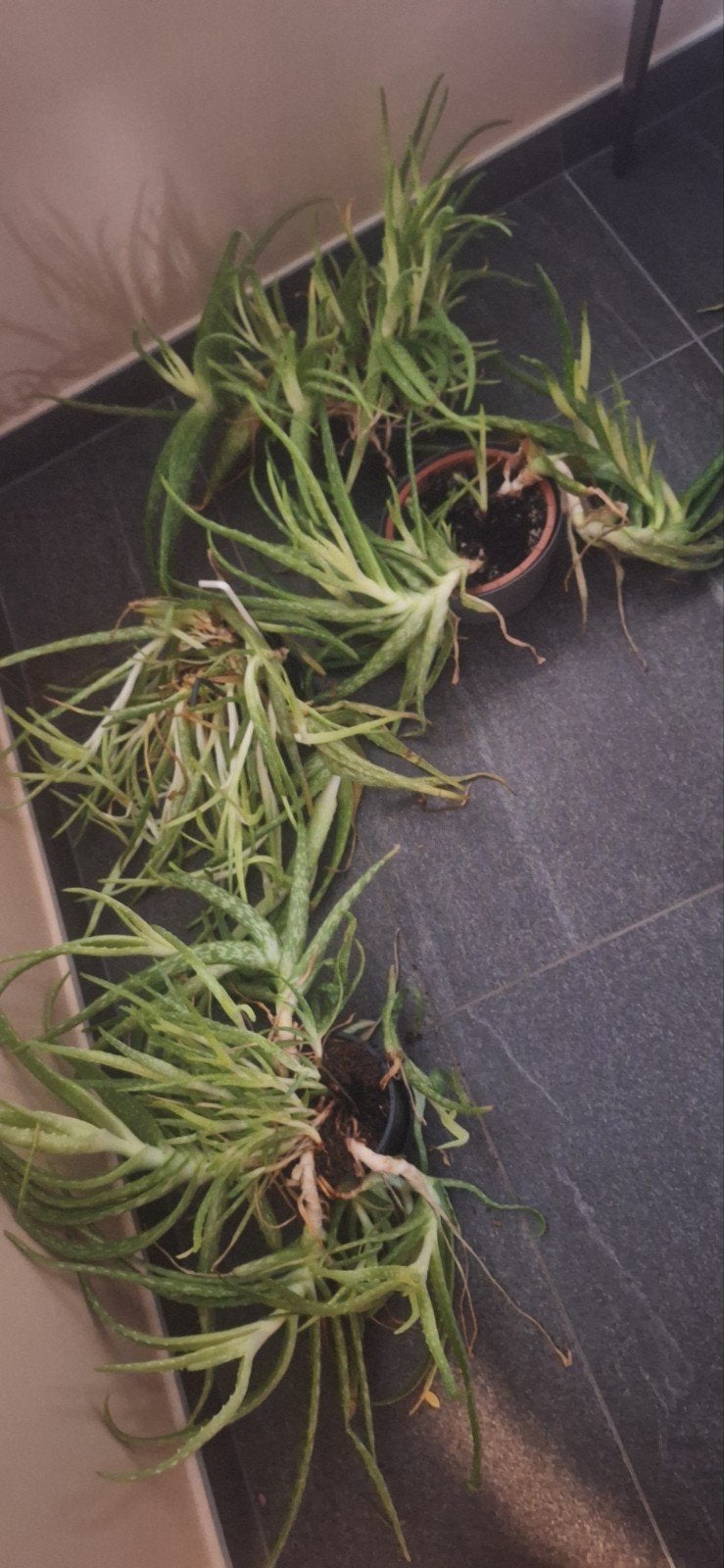 4 potten aloeveraplanten, Enlèvement