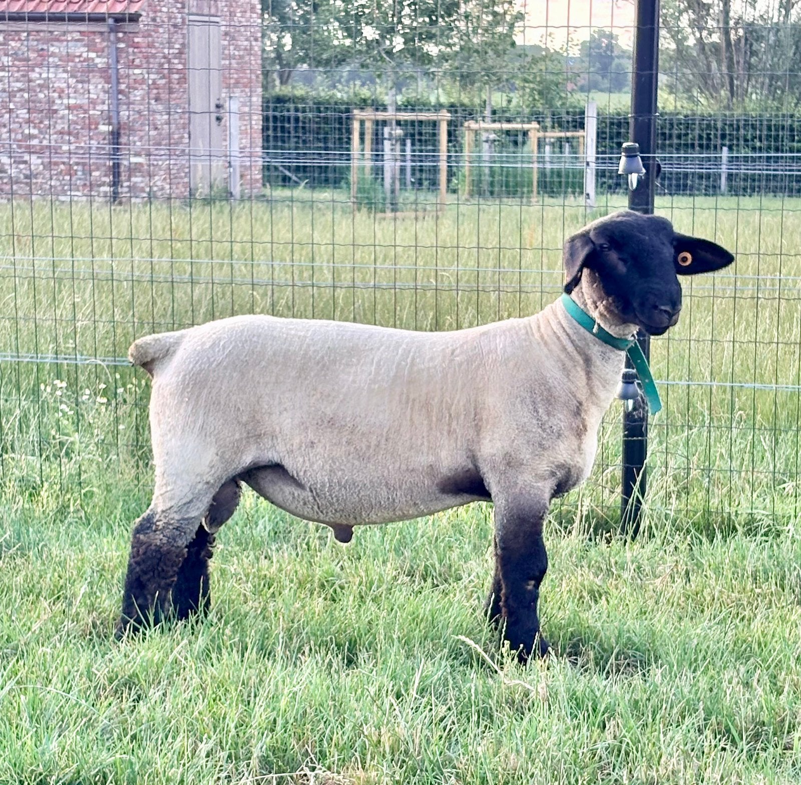 Suffolk ram lam te koop, Dieren en Toebehoren, Mannelijk, Schaap, 0 tot 2 jaar