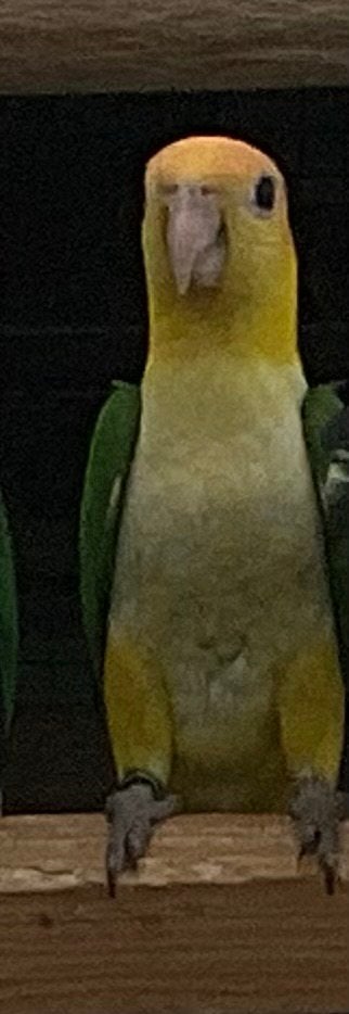 Roeskop caïque, Dieren en Toebehoren, Vrouwelijk, Papegaai, Geringd