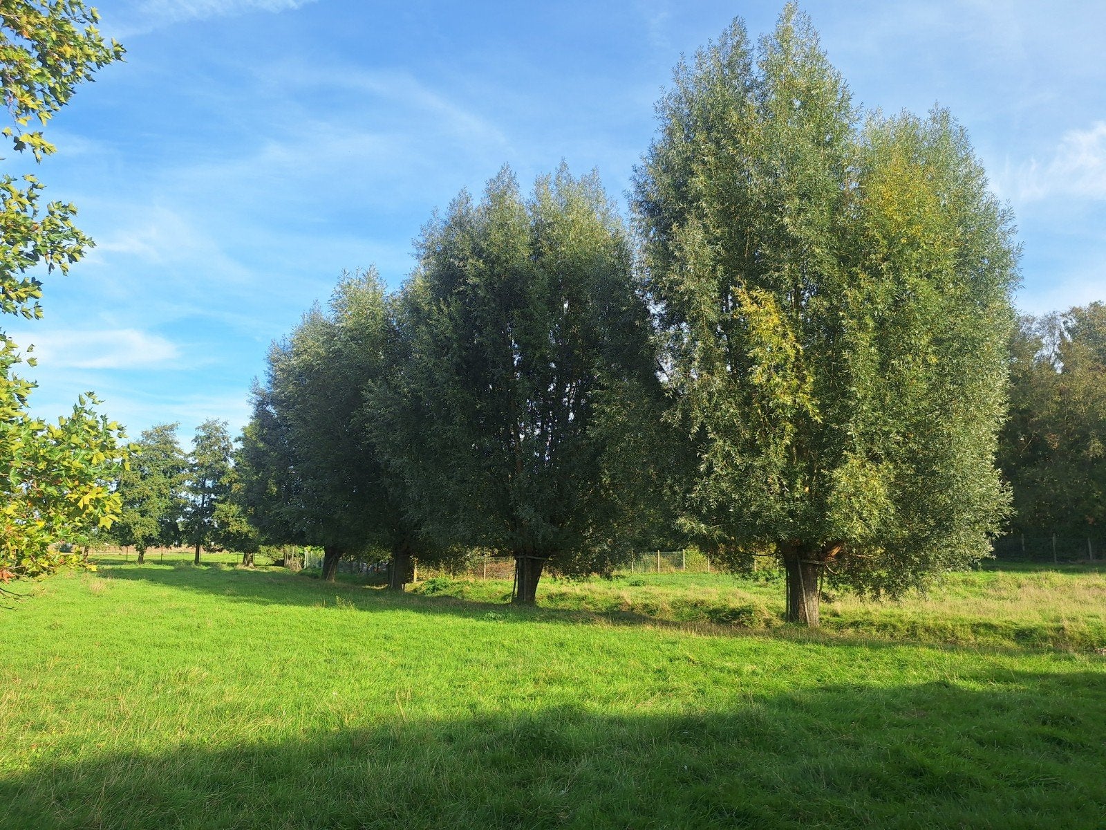 wilgen, Tuin en Terras, Ophalen