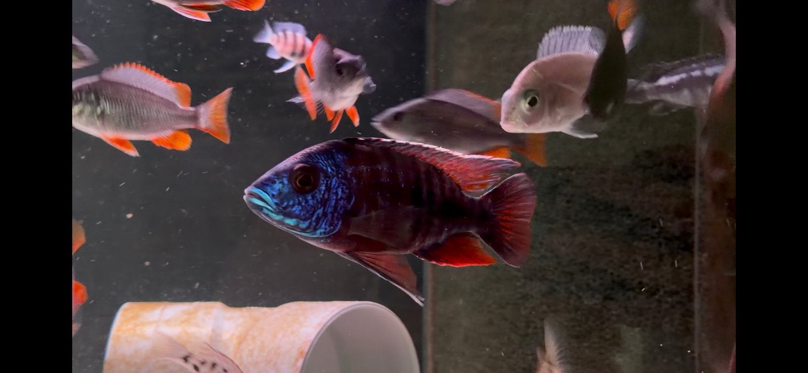 Aulonocara Red Flush, Poisson, Poisson d'eau douce, Banc de poissons