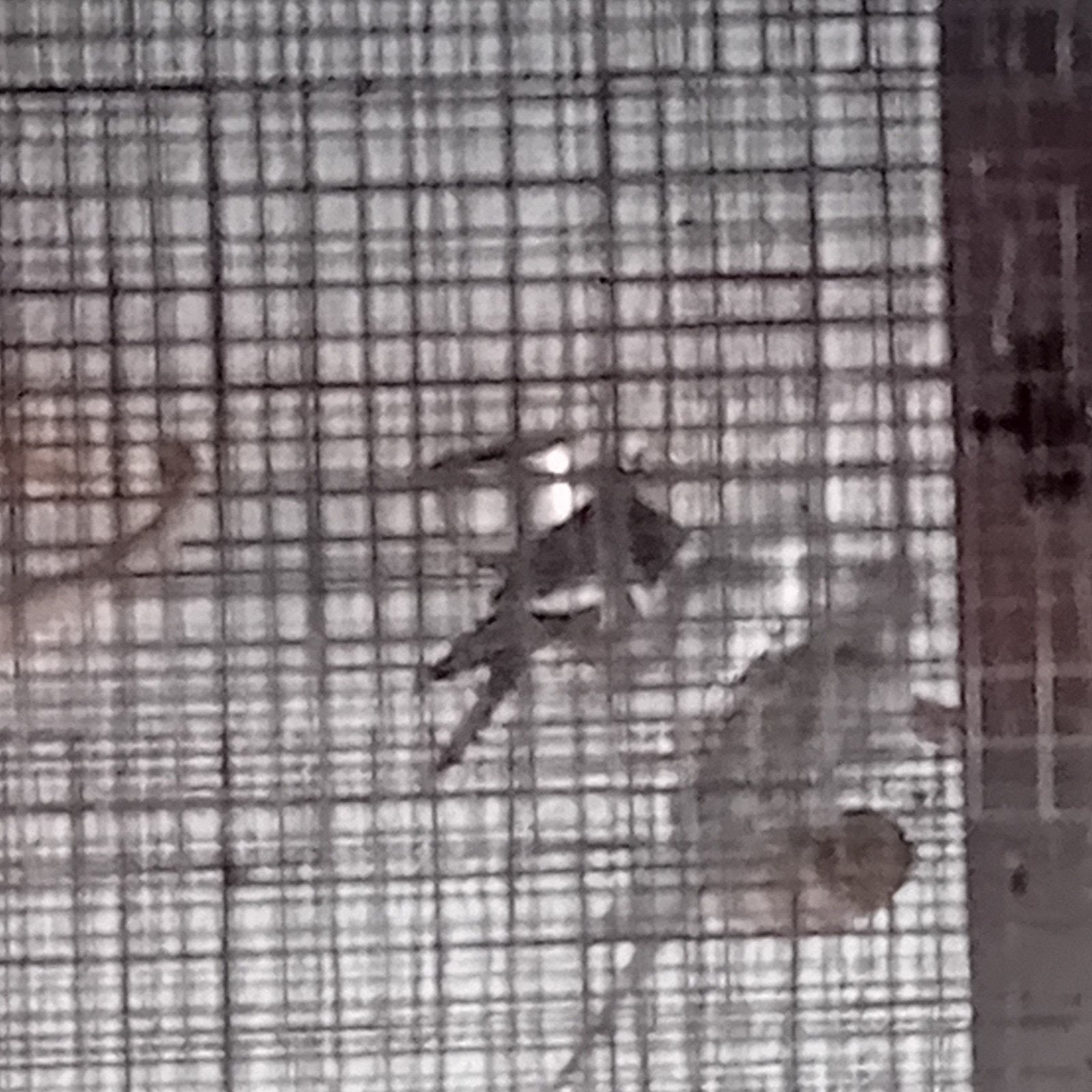 Valkparkiet 2026, Dieren en Toebehoren, Vogels | Overige Vogels, Meerdere dieren, Tropenvogel, Tam