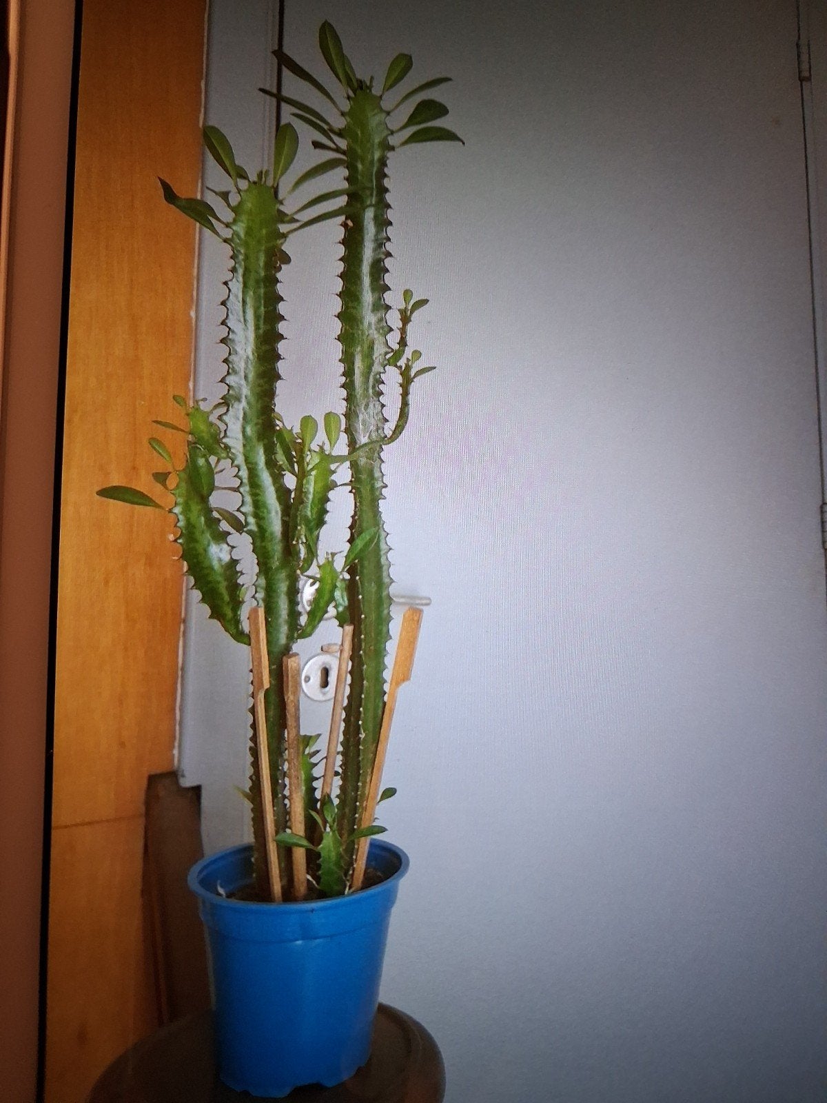 Cactus avec ramifications +/- 55cm-60cm avec le pot, Ophalen of Verzenden, Cactus, Minder dan 100 cm