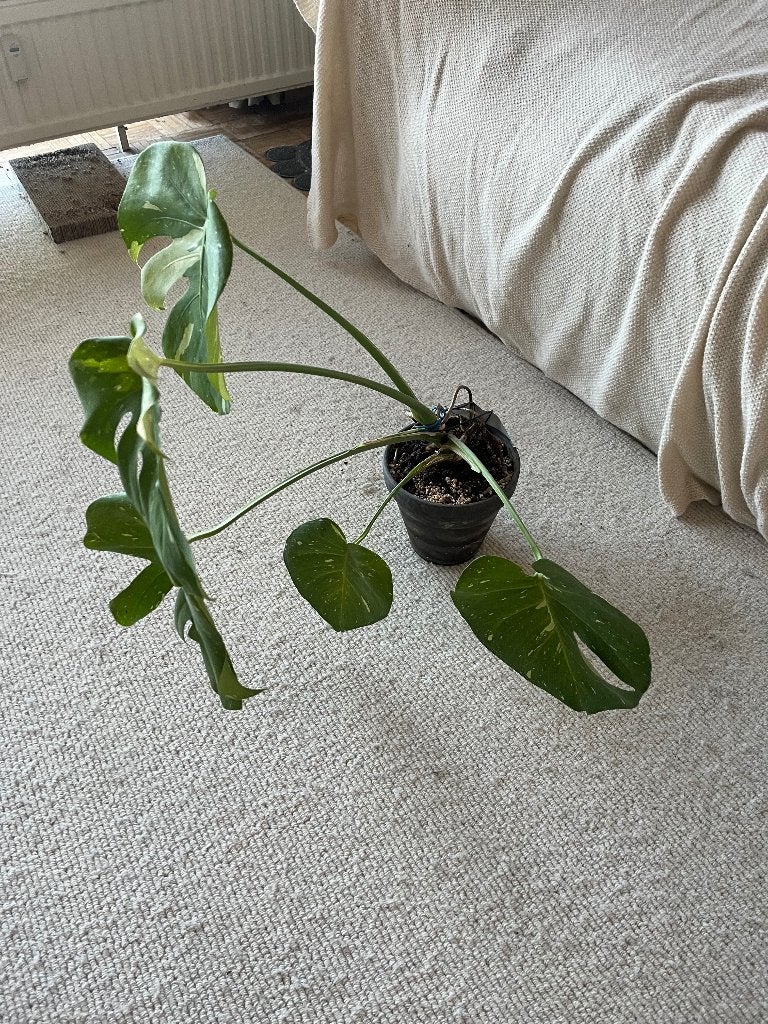 Monstera Thai Constellation, Huis en Inrichting, Ophalen, Overige soorten, In pot, Minder dan 100 cm