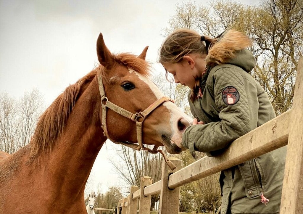 Bloedmooie vos merrie, Animaux & Accessoires, Chevaux, Vermifugé, 11 ans ou plus, M, Moins de 160 cm