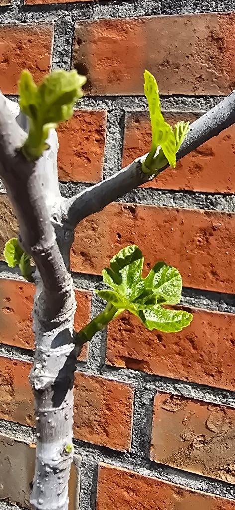 Figuier 'HARDY FIG' Ficus Carica 1v13, Figuier, En pot, Enlèvement, 100 à 250 cm
