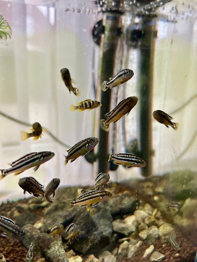 Malawi Cichliden - Melanochromis Auratus (Gouden Mbuna), Poisson, Poisson d'eau douce