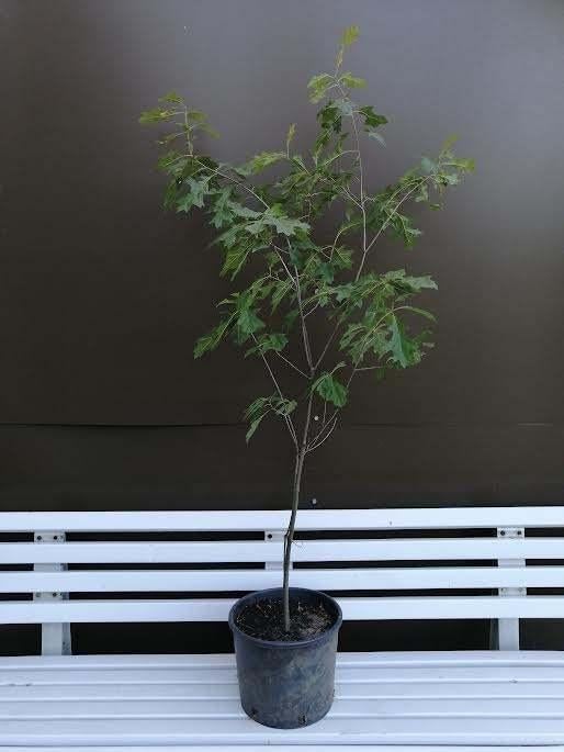 Moeraseiken, Quercus Palustris in 3-liter potten, Tuin en Terras, Planten | Bomen, Overige soorten, 100 tot 250 cm, Ophalen, Volle zon