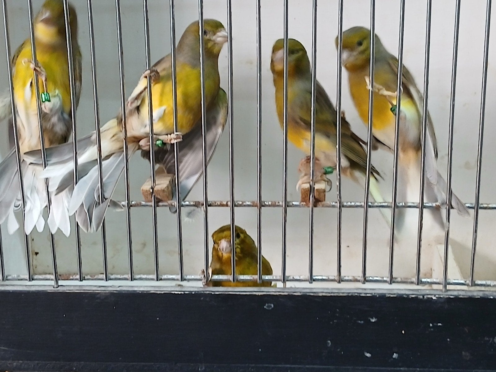 Spaanse kanaries, Dieren en Toebehoren