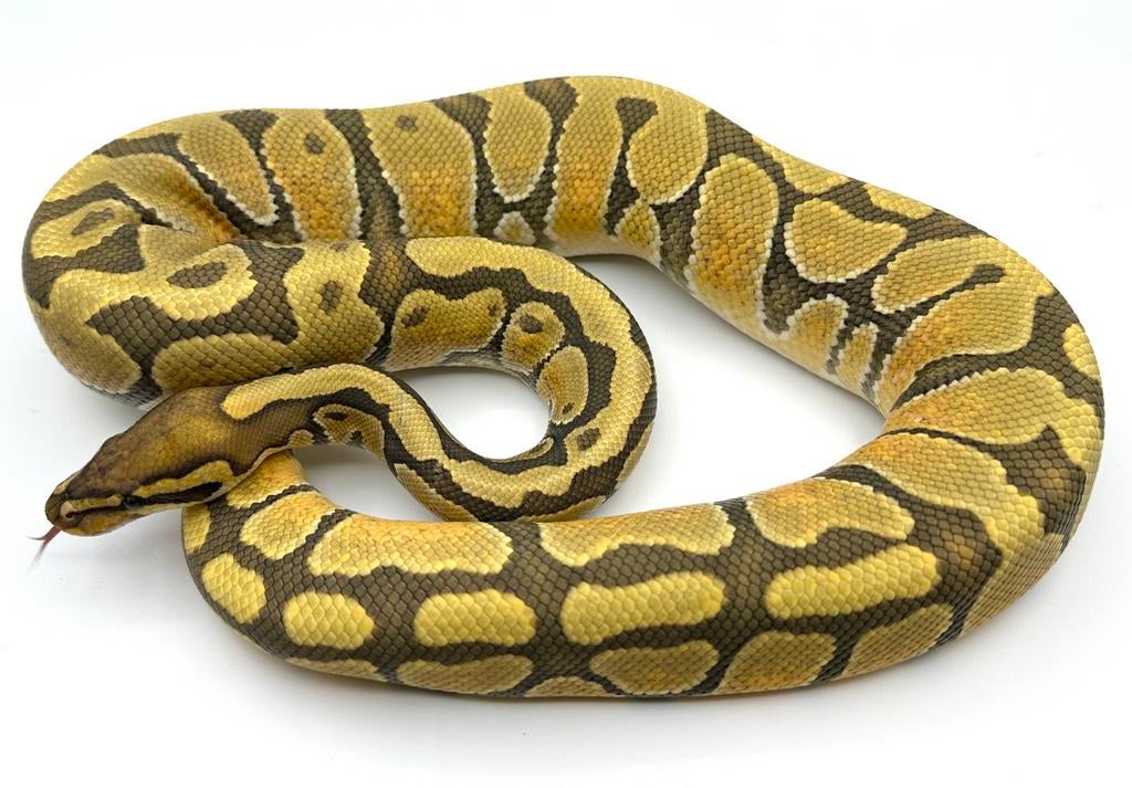 Enchi Hypo Ball Python/Koningspython, Dieren en Toebehoren, Reptielen en Amfibieën, Slang, 0 tot 2 jaar