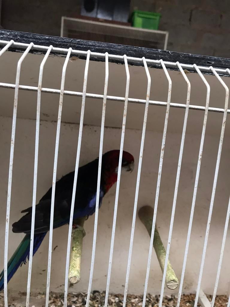 Rosella, Dieren en Toebehoren, Vogels | Parkieten en Papegaaien
