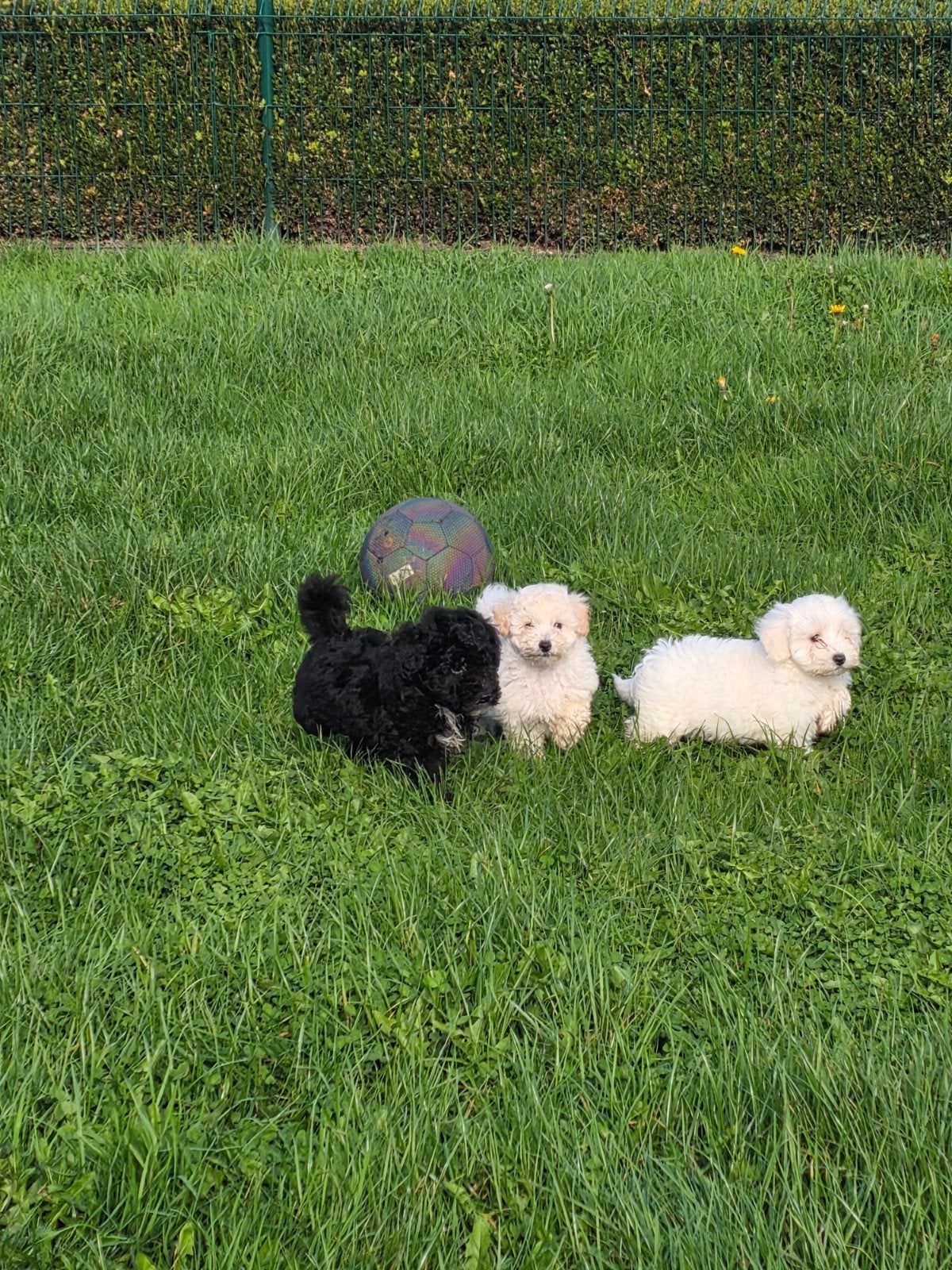 mooi maltipoo pups, België, Overige rassen, CDV (hondenziekte), 8 tot 15 weken