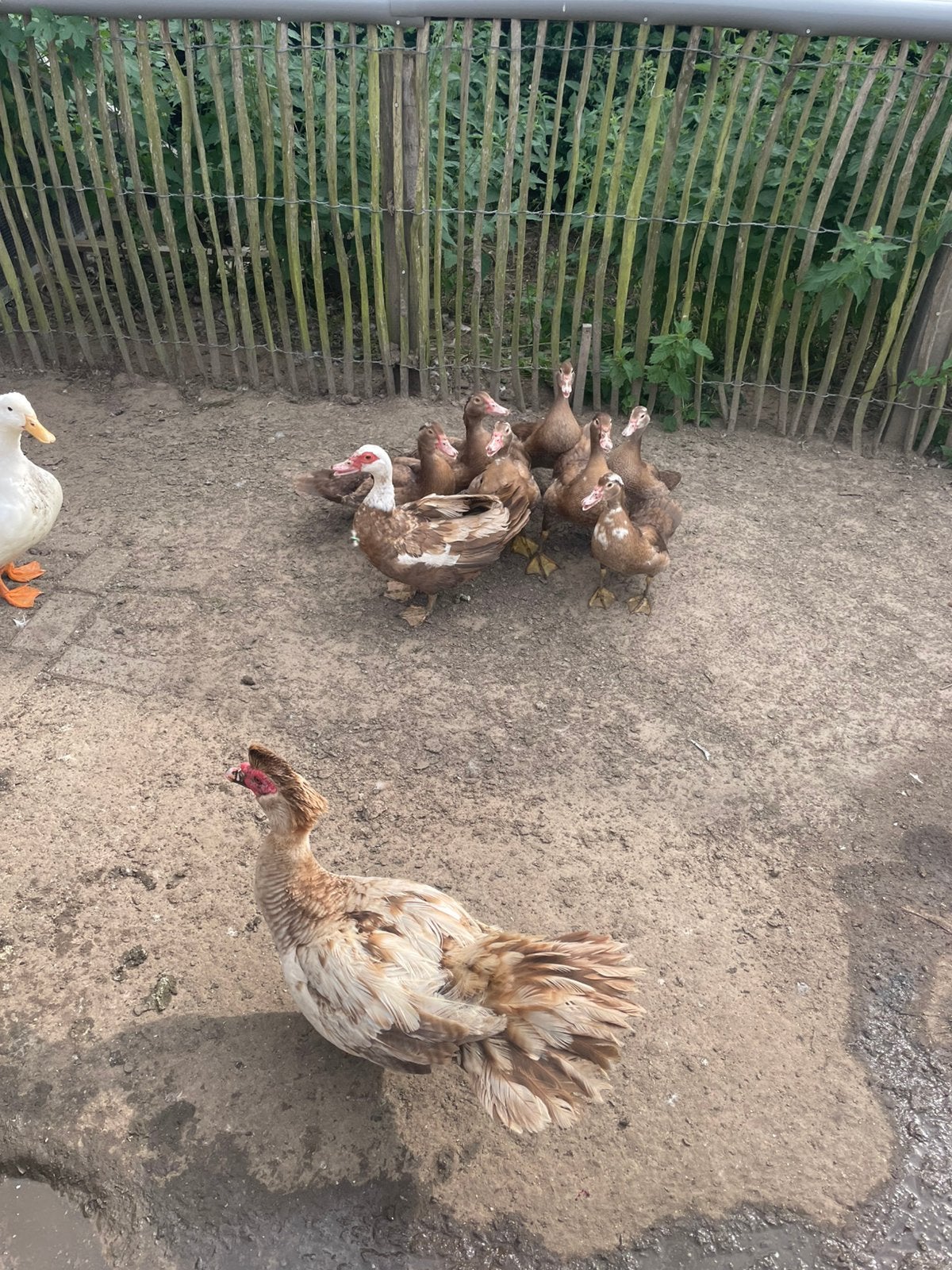 Barberie eenden choco bruin, Dieren en Toebehoren, Pluimvee