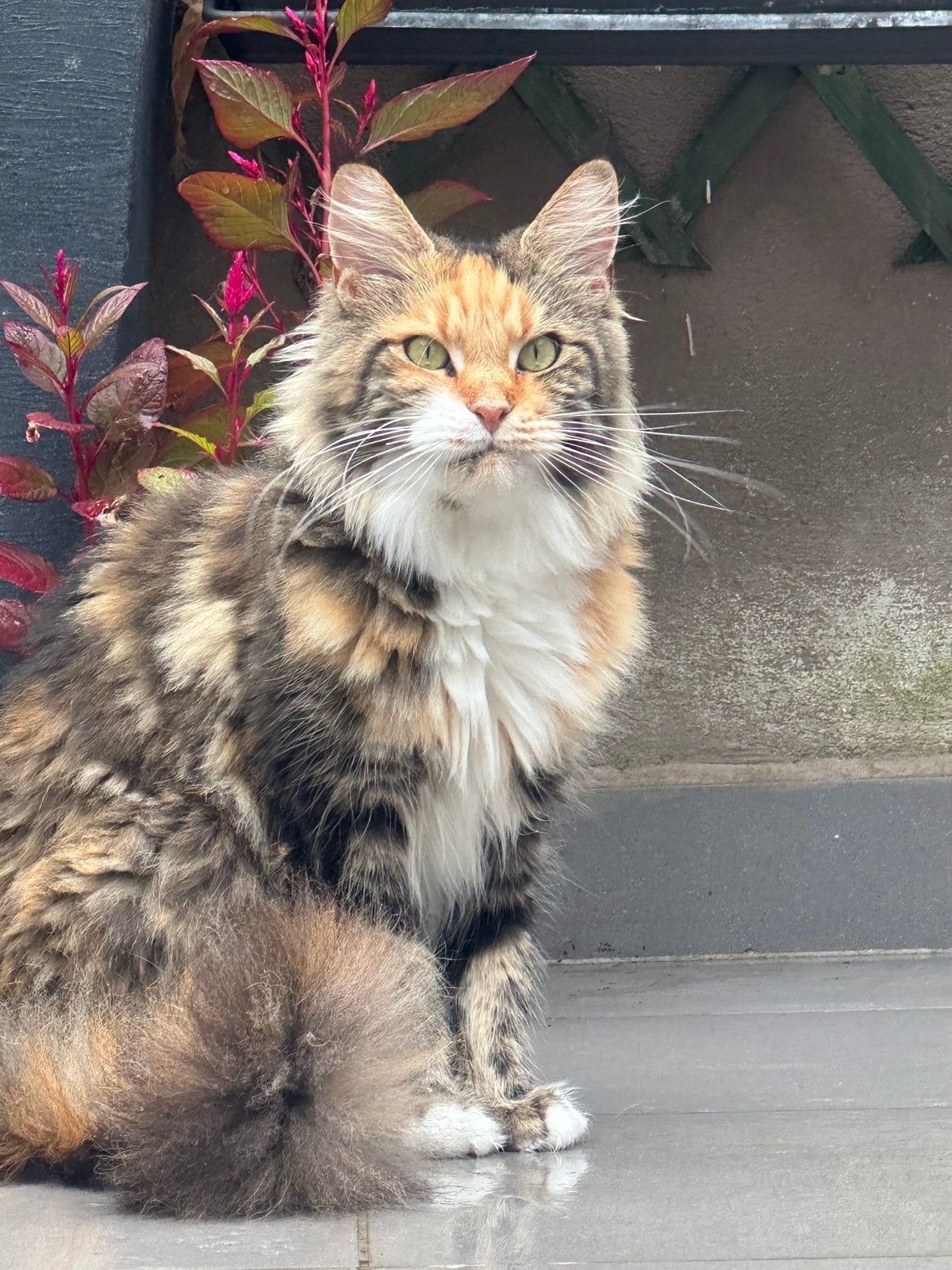 Maine coon poes, Poes, Met stamboom, 3 tot 5 jaar