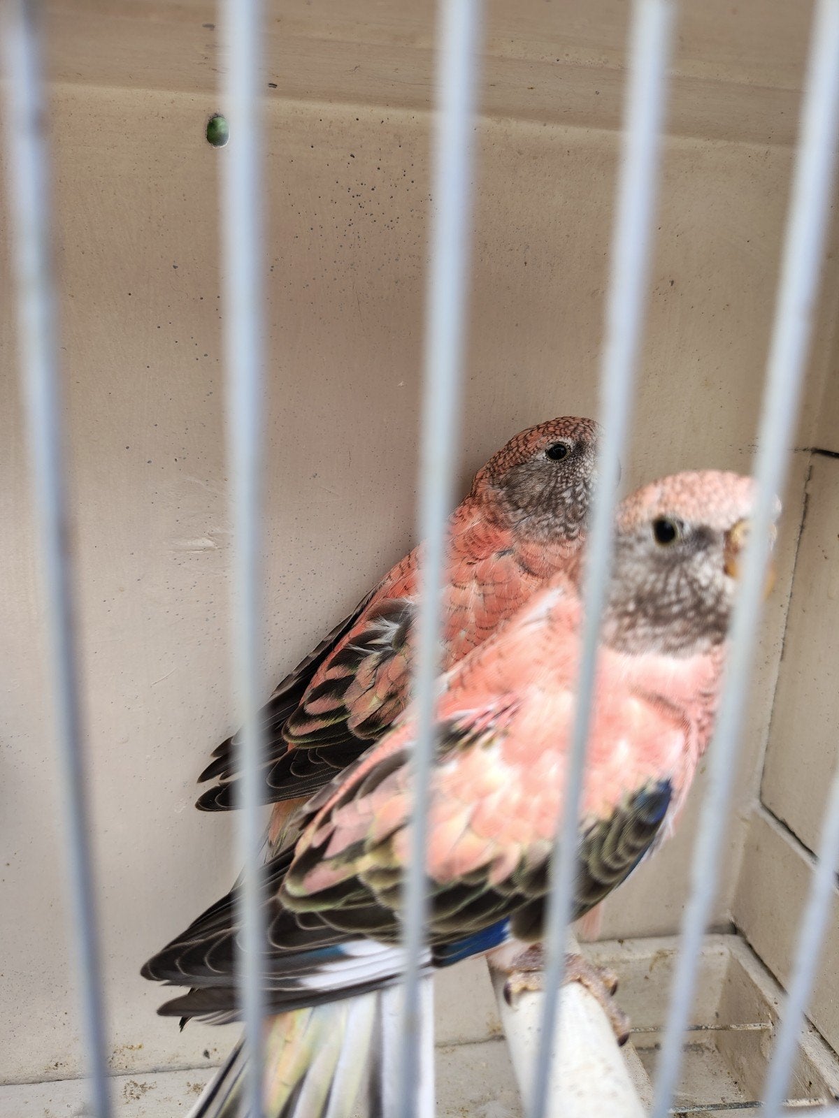 2 roze bourkes opaline, Dieren en Toebehoren, Vogels | Kanaries