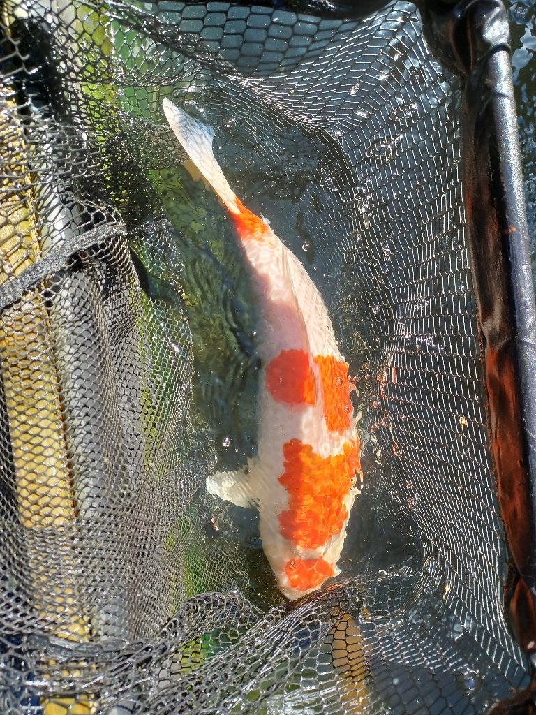 Koi, Dieren en Toebehoren, Vissen | Vijvervissen