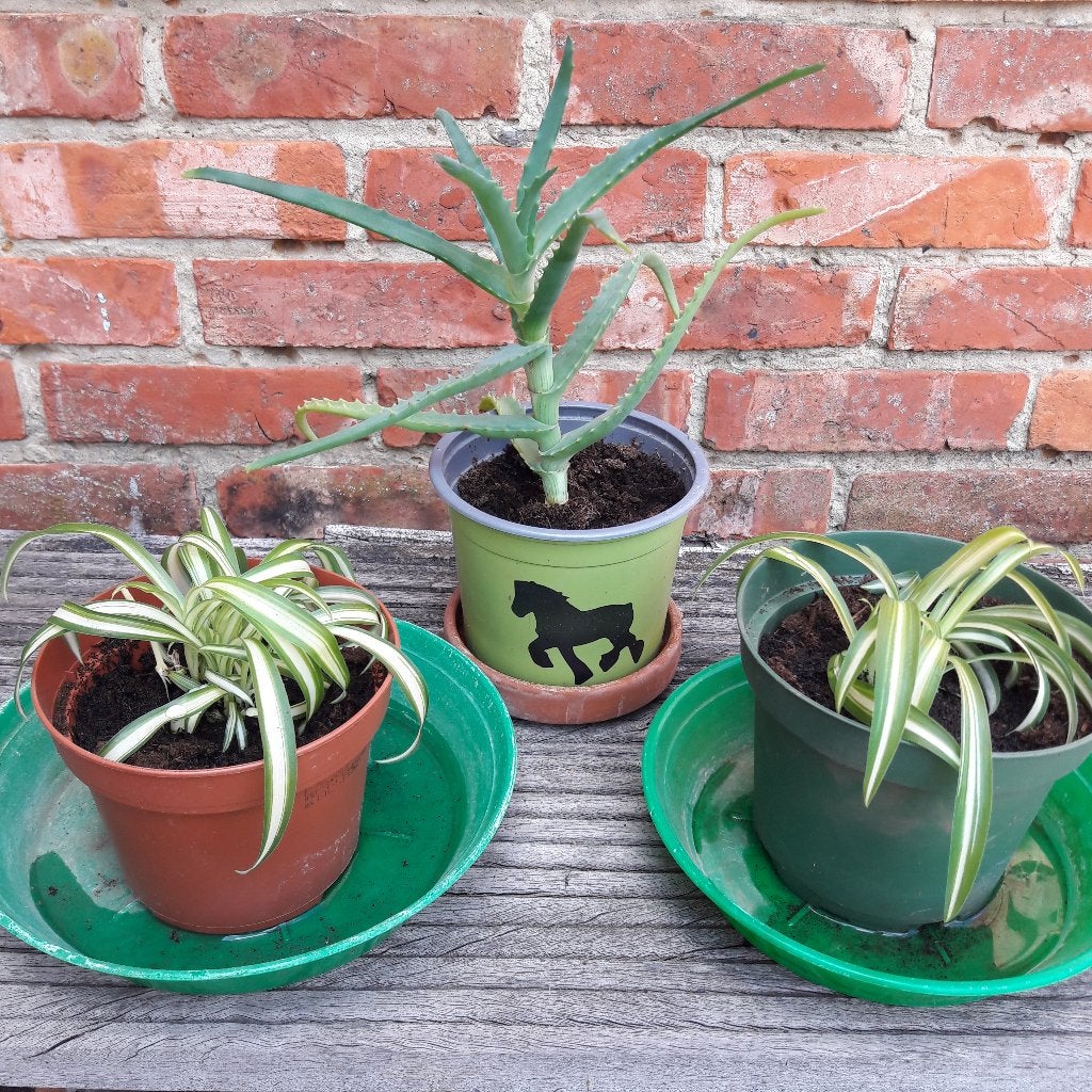 Aloe vera plant en graslelie, Maison & Meubles, Plantes d'intérieur, Enlèvement, En pot