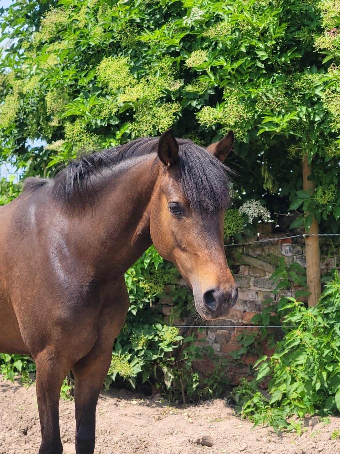 4 Jarige D pony Merrie, Dieren en Toebehoren, Merrie, Met stamboom, 3 tot 6 jaar, Onbeleerd
