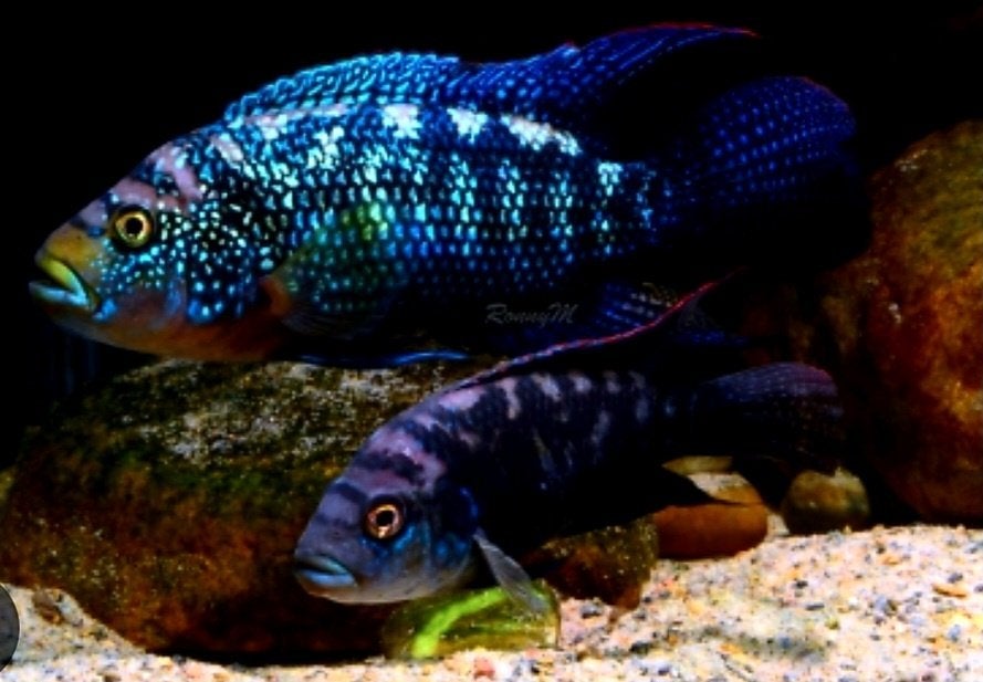 Aquariumvissen, Vis, Zoetwatervis