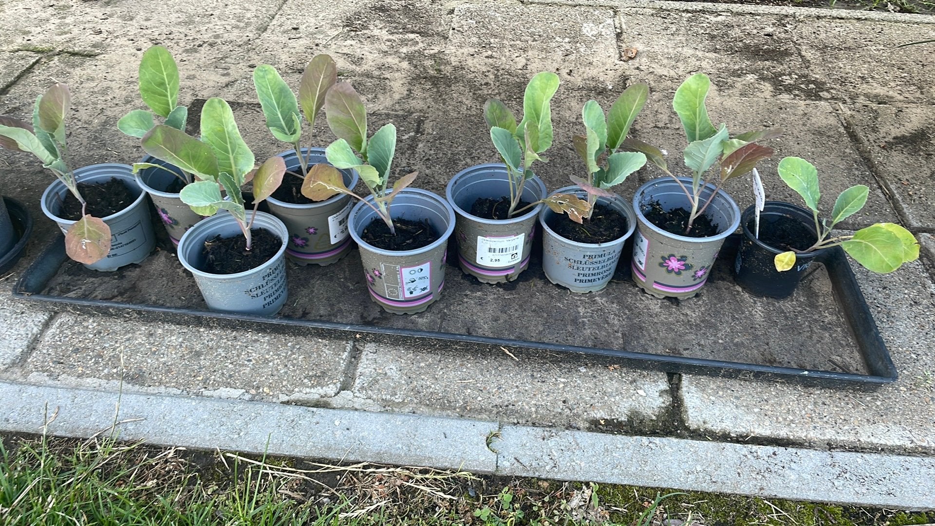 Bloemkool plantjes, Ophalen