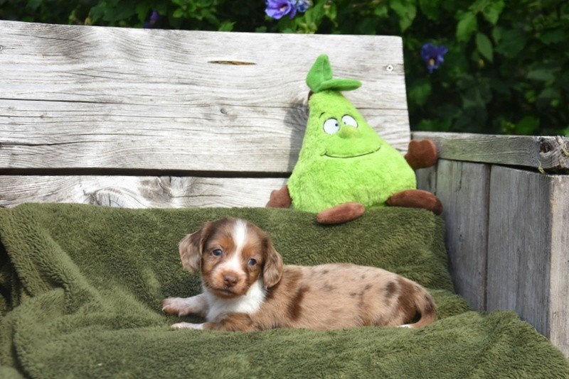 Prachtig Langharig Teckel pupje, Animaux & Accessoires, Chiens | Teckels & Bassets, Chien (mâle), Poils longs, Nain, Éleveur | Professionnel