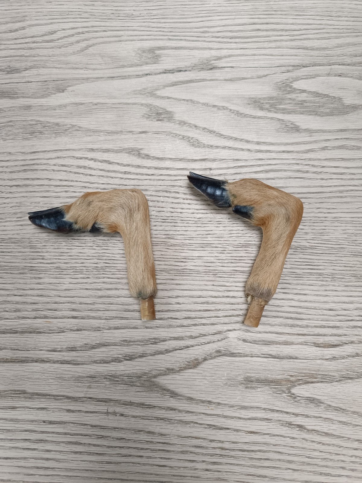 taxidermie jambes de cerf, Collections, Enlèvement ou Envoi
