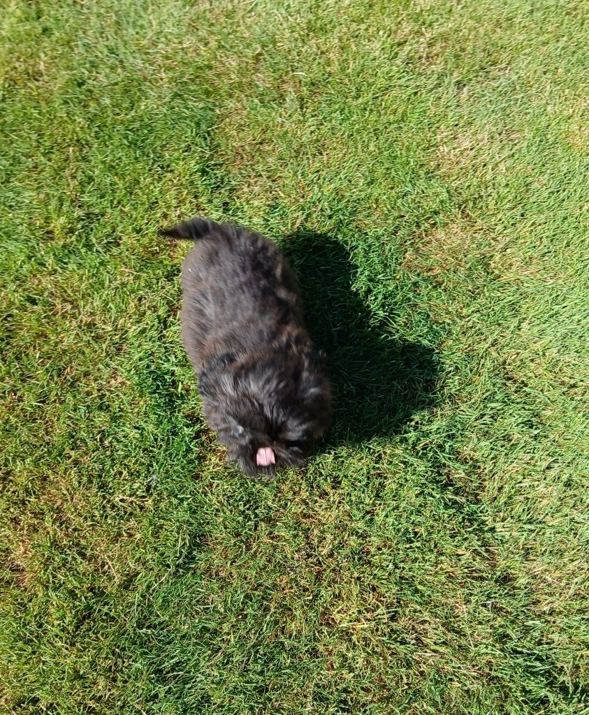 Shih Tzu pups, Dieren en Toebehoren, België, Overige rassen, CDV (hondenziekte), 8 tot 15 weken
