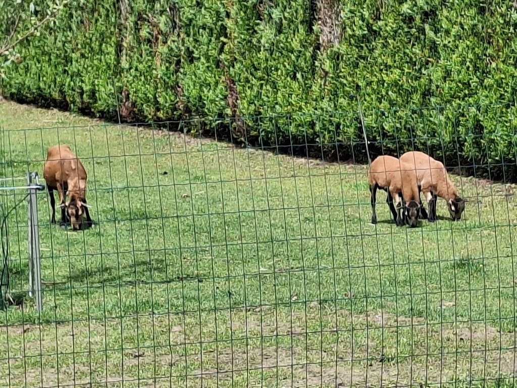 KAMEROENSCHAPEN, April, Mannelijk
