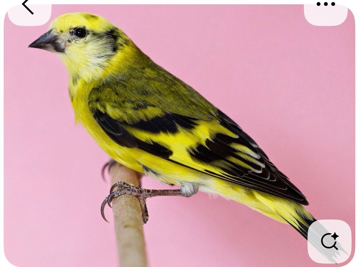 Tarin magellan panaché, Animaux & Accessoires, Mâle