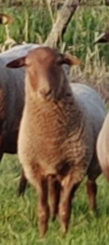 fiere ram lammeren Ardense voskop stamboek