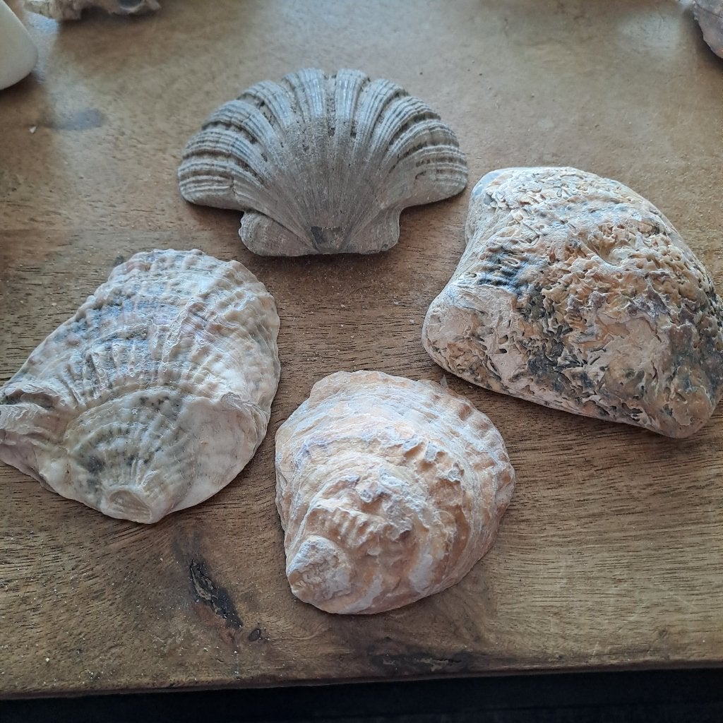 Fossiele schelpen, Enlèvement, Coquillage(s)